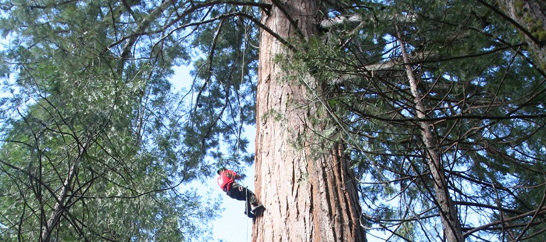 A student in a big tree